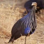 image of bird