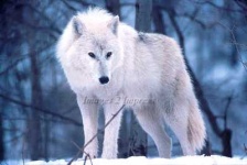 image of white_wolf #34