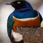 image of bird