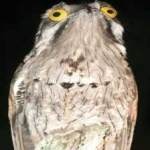 image of bird