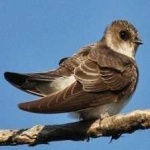 image of bird