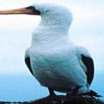 image of bird