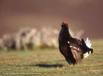 image of black_grouse