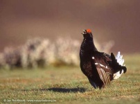 image of black_grouse #3