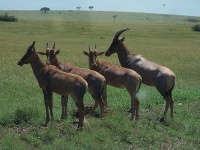 image of hartebeest