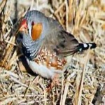 image of african_firefinch #12