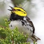 image of bird