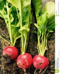 image of fruit_and_vegetable
