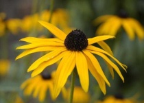 image of flower