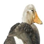 image of bird