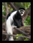 image of colobus