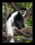 image of colobus #8