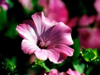image of flower