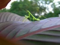 image of mantis