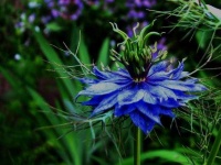 image of flower