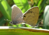 image of lycaenid