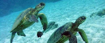 image of animal