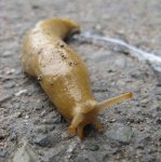 image of slug