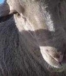 image of animal