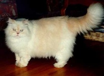 image of animal