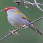 image of bird