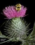 image of spear_thistle #45