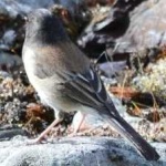 image of bird
