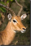 image of impala