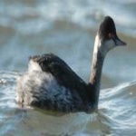 image of bird