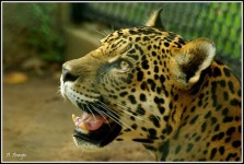 image of jaguar_car
