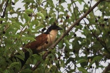 image of coucal
