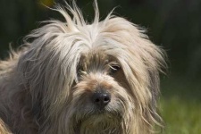 image of tibetan_terrier #12