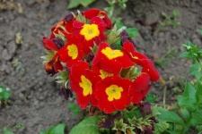 image of flower