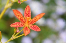 image of flower