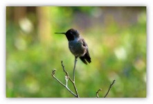 image of hummingbird