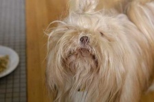 image of lhasa