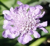 image of flower