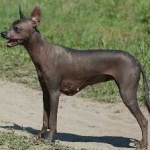 image of animal