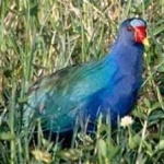 image of bird