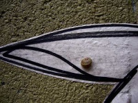 image of snail