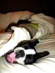 image of boston_bull