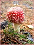 image of agaric