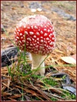 image of agaric #24