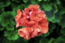 image of geranium #30