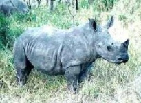 image of rhino