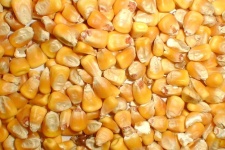 image of ear_corn #19