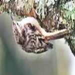 image of bird