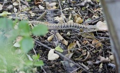 image of alligator_lizard