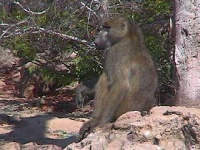 image of baboon