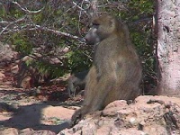 image of baboon #0